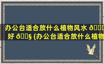 办公台适合放什么植物风水 🍁 好 🐧 (办公台适合放什么植物风水好一点)